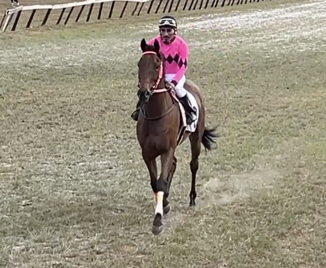 https://horseracingbelize.com/All Eyes on Bella